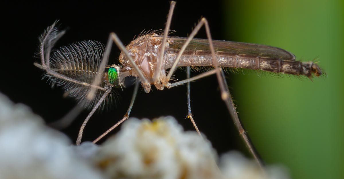 découvrez notre répulsif naturel contre les moustiques, une solution efficace et respectueuse de l'environnement pour profiter de vos soirées en plein air sans insectes. fabriqué à partir d'ingrédients naturels, il protège votre peau tout en étant sans danger pour la famille et les animaux. dites adieu aux piqûres et bonjour à la tranquillité!