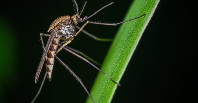 découvrez notre répulsif naturel contre les moustiques, formulé à partir d'ingrédients botaniques efficaces pour protéger votre peau tout en respectant l'environnement. parfait pour les activités en plein air, il offre une protection durable sans produits chimiques nocifs.