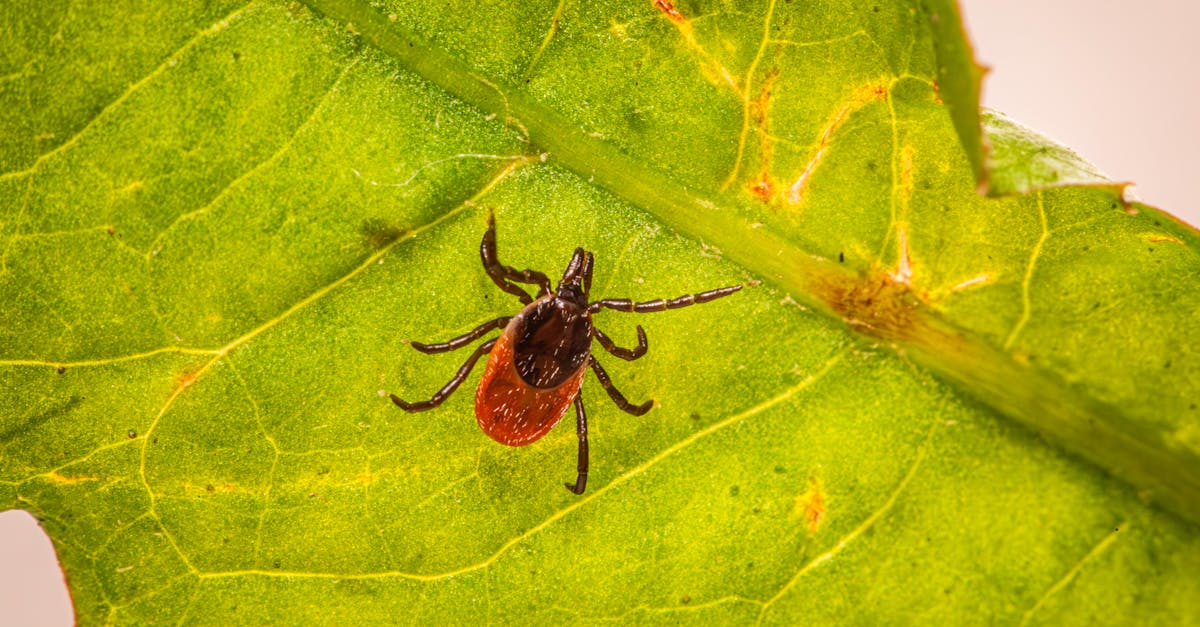 découvrez notre répulsif naturel contre les tiques, une solution efficace et respectueuse de l'environnement pour protéger votre famille et vos animaux des parasites. profitez de la nature sans crainte grâce à nos ingrédients naturels soigneusement sélectionnés.