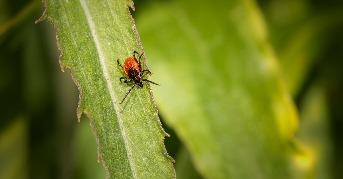 découvrez notre répulsif naturel contre les tiques, une solution efficace et respectueuse de l'environnement pour protéger votre famille et vos animaux des attaques de tiques. profitez de vos activités en plein air en toute sérénité grâce à notre formule à base d'ingrédients naturels!