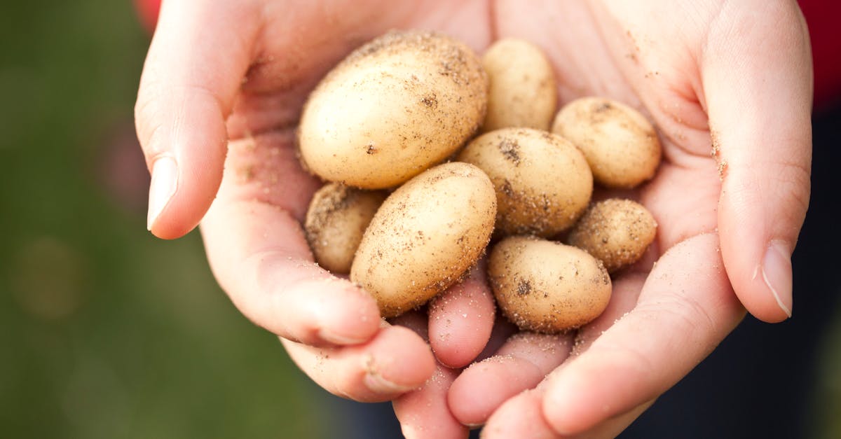 découvrez la permaculture, une méthode de culture durable et respectueuse de l'environnement qui vise à créer des écosystèmes agricoles autonomes et résilients. apprenez à concevoir des jardins régénérateurs, à développer une biodiversité riche et à favoriser l'harmonie entre l'homme et la nature.