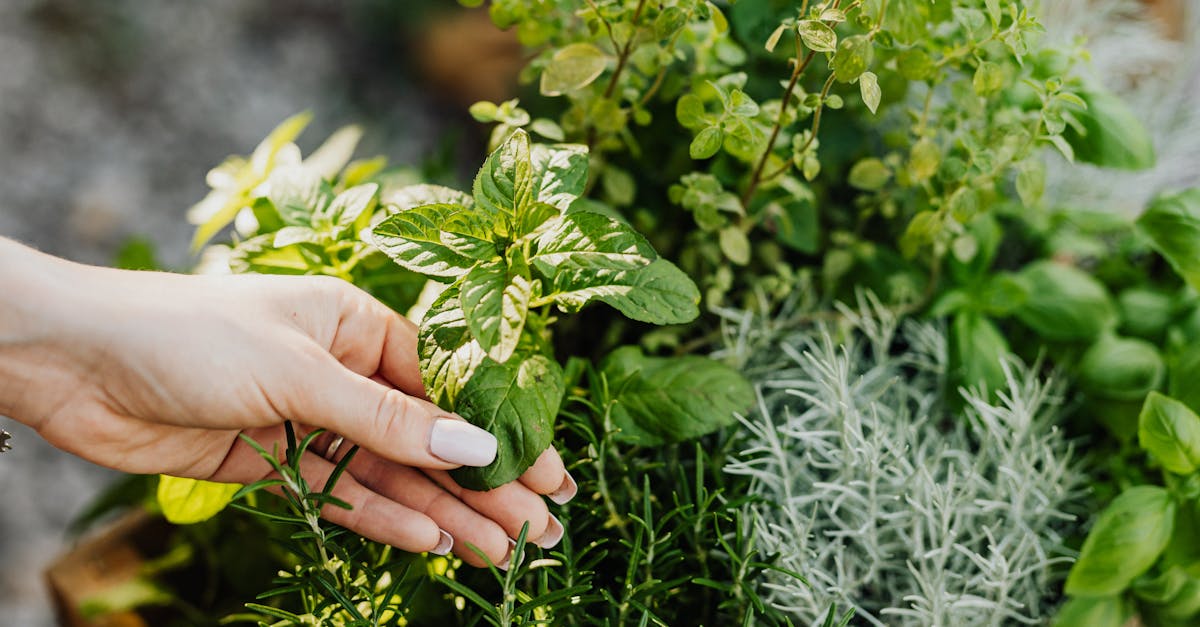 découvrez la permaculture, une approche durable de l'agriculture qui s'inspire des écosystèmes naturels. apprenez comment cultiver des aliments de manière écologique, favoriser la biodiversité et créer un jardin productif et harmonieux tout en respectant l'environnement.
