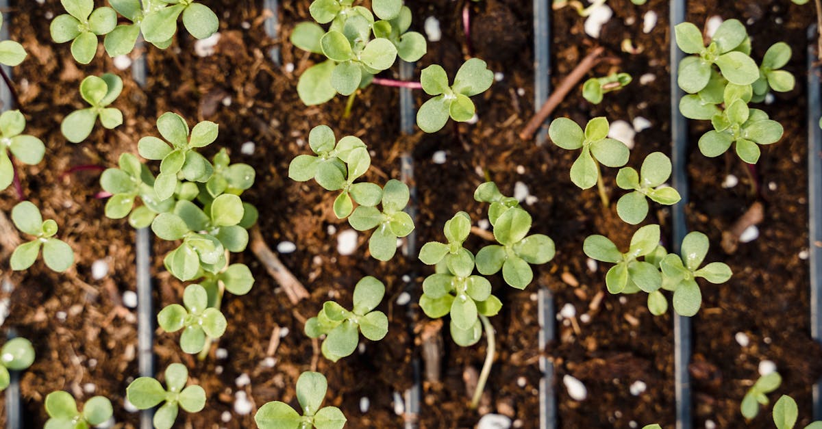 découvrez les principes fondamentaux de la permaculture, une approche durable et respectueuse de l'environnement pour cultiver la terre. apprenez à créer des écosystèmes auto-suffisants qui favorisent la biodiversité, optimisent l'utilisation des ressources et renforcent la résilience de vos espaces verts.