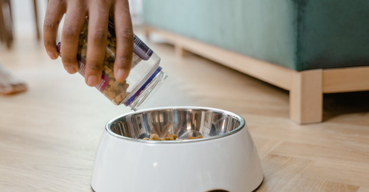 découvrez notre vaste sélection de nourriture pour animaux de compagnie, offrant des ingrédients de qualité pour assurer le bien-être et la santé de vos fidèles compagnons. trouvez le meilleur choix pour votre chien ou votre chat parmi nos marques de confiance.