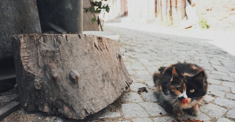 découvrez notre large sélection de nourriture pour animaux de compagnie, conçue pour répondre aux besoins nutritionnels de vos compagnons à quatre pattes. offrez-leur le meilleur en matière de qualité et de goût, pour un bien-être optimal.