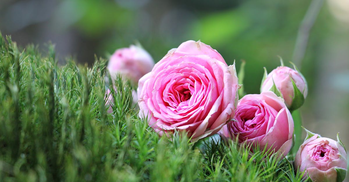 découvrez notre nettoyant parfumé qui allie efficacité et fraîcheur. éliminez la saleté et les odeurs tout en laissant une délicate fragrance dans votre maison. parfait pour un nettoyage quotidien avec une touche aromatique.