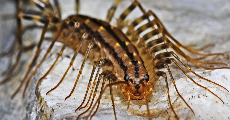 découvrez le fascinant monde des scutigères, ces créatures arthropodes souvent appelées 'mille-pattes', appréciées pour leur rôle dans l'écosystème de nos habitats. apprenez tout sur leur habitat, leurs comportements et leurs mystères.