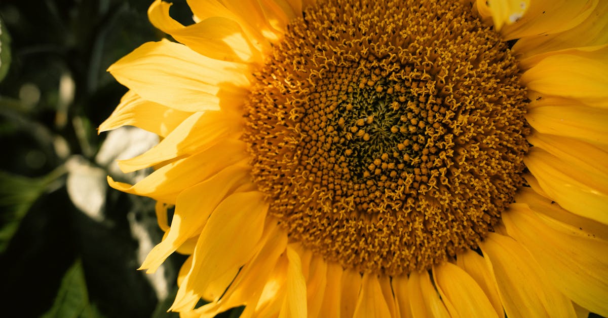 découvrez l'huile de tournesol, un ingrédient de cuisine polyvalent et sain, riche en acides gras insaturés et en vitamine e. idéale pour la cuisson, la friture et les vinaigrettes, elle apporte une saveur légère et délicate à vos plats tout en offrant de multiples bienfaits pour la santé.