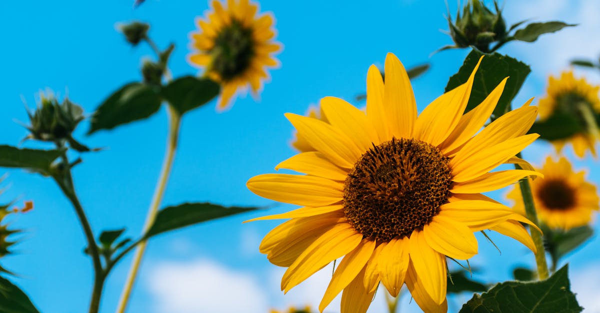 découvrez l'huile de tournesol, un ingrédient polyvalent et sain pour la cuisine. riche en acides gras insaturés, elle est idéale pour la friture, les assaisonnements et la pâtisserie. apprenez tout sur ses bienfaits nutritionnels et ses usages variés dans votre alimentation quotidienne.