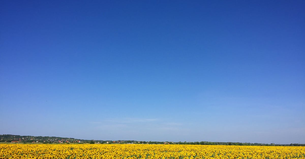 découvrez les bienfaits de l'huile de tournesol, un ingrédient polyvalent et sain pour vos recettes. apprenez-en plus sur ses propriétés nutritionnelles, son utilisation en cuisine et ses avantages pour la santé.