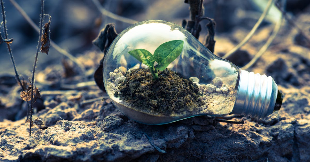découvrez l'importance de la durabilité et explorez des pratiques éco-responsables pour préserver notre planète. engagez-vous en faveur d'un futur durable grâce à des solutions innovantes et à des actions concrètes.