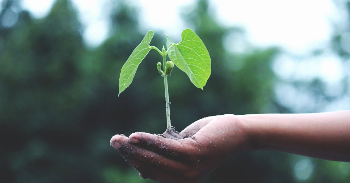 découvrez l'importance de la durabilité et comment elle peut transformer notre mode de vie. explorez des pratiques, des idées et des solutions pour un avenir respectueux de l'environnement et des ressources naturelles.
