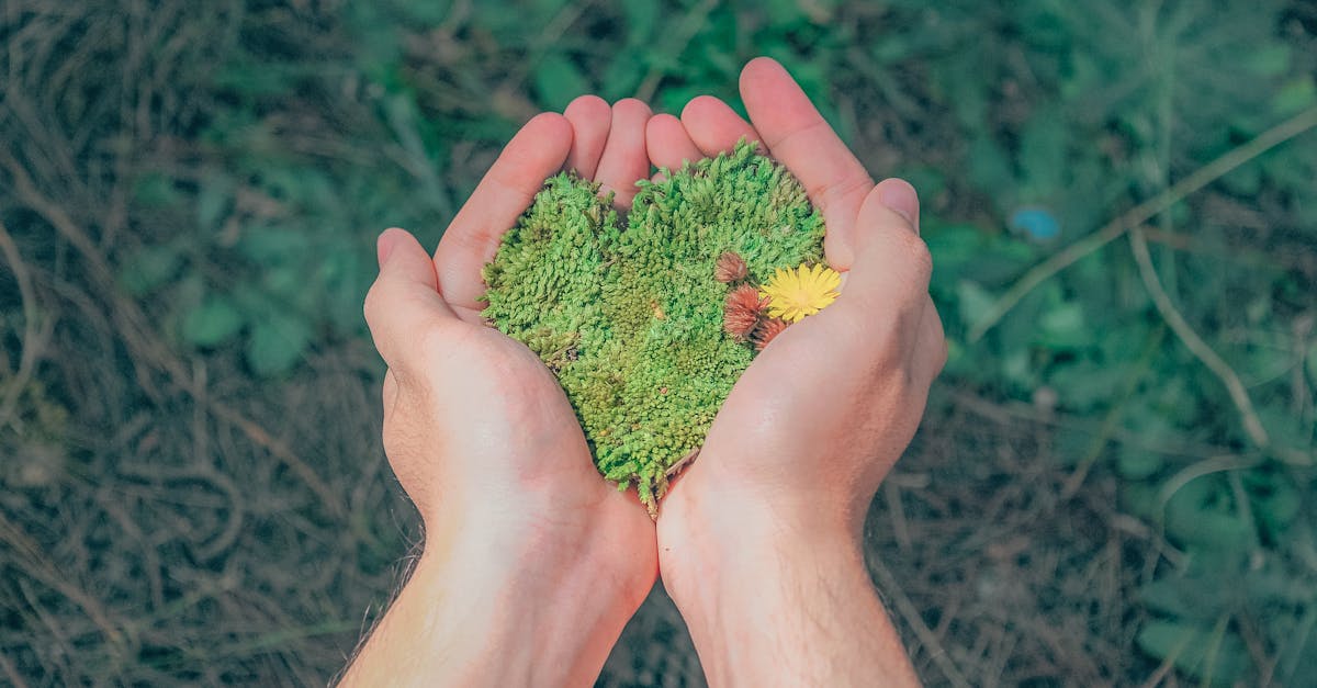 découvrez l'importance de la durabilité dans notre monde moderne. explorez les pratiques écologiques, les solutions innovantes et les initiatives qui préservent notre planète pour les générations futures. adoptez un style de vie durable et contribuez à un avenir respectueux de l'environnement.
