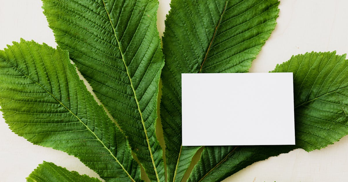 découvrez comment la publicité durable transforme l'industrie du marketing, en intégrant des pratiques respectueuses de l'environnement et en favorisant une consommation responsable. engagez-vous pour un avenir plus vert avec des stratégies publicitaires innovantes et éthiques.