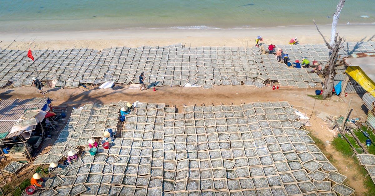 découvrez des activités de plage durables qui vous permettront de profiter du soleil tout en préservant l'environnement. explorez des options écoresponsables pour passer des vacances inoubliables et respectueuses de la nature.