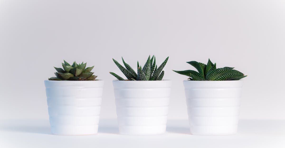 découvrez des idées de décoration durable qui allient esthétique et respect de l'environnement. transformez votre intérieur avec des matériaux écologiques et des designs inspirants, tout en contribuant à la préservation de notre planète.