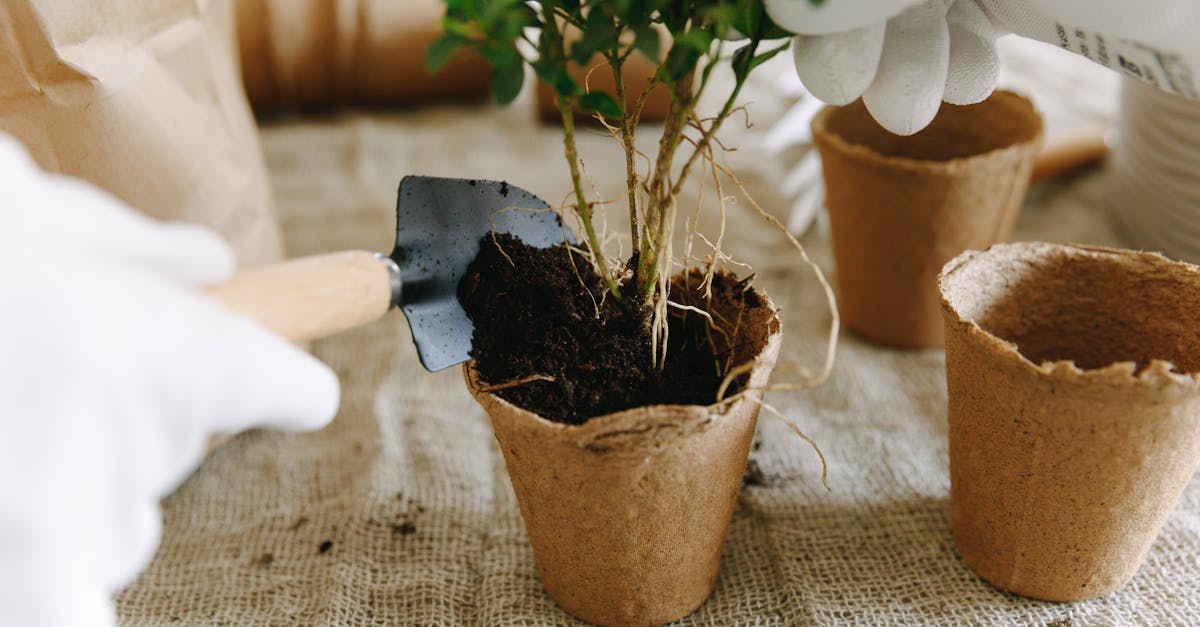 découvrez les meilleures pratiques de jardinage durable pour créer un espace vert respectueux de l'environnement. apprenez à cultiver vos plantes tout en préservant la biodiversité et en économisant les ressources, grâce à des techniques écologiques et novatrices.