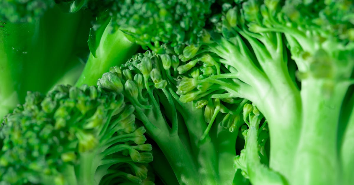 découvrez le véganisme : un mode de vie éthique et écologique qui exclut les produits d'origine animale. apprenez-en davantage sur ses bienfaits pour la santé, l'environnement et les droits des animaux, ainsi que des recettes délicieuses et des conseils pour adopter ce mode de vie.