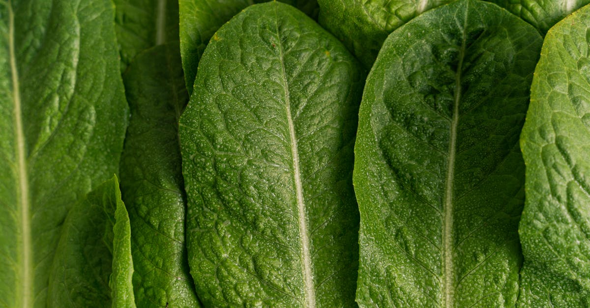 découvrez le véganisme, un mode de vie éthique et durable qui exclut tous les produits d'origine animale. explorez ses bienfaits pour la santé, l'environnement et les droits des animaux tout en savourant des recettes délicieuses et variées. adoptez une alimentation respectueuse et pleine de saveurs!