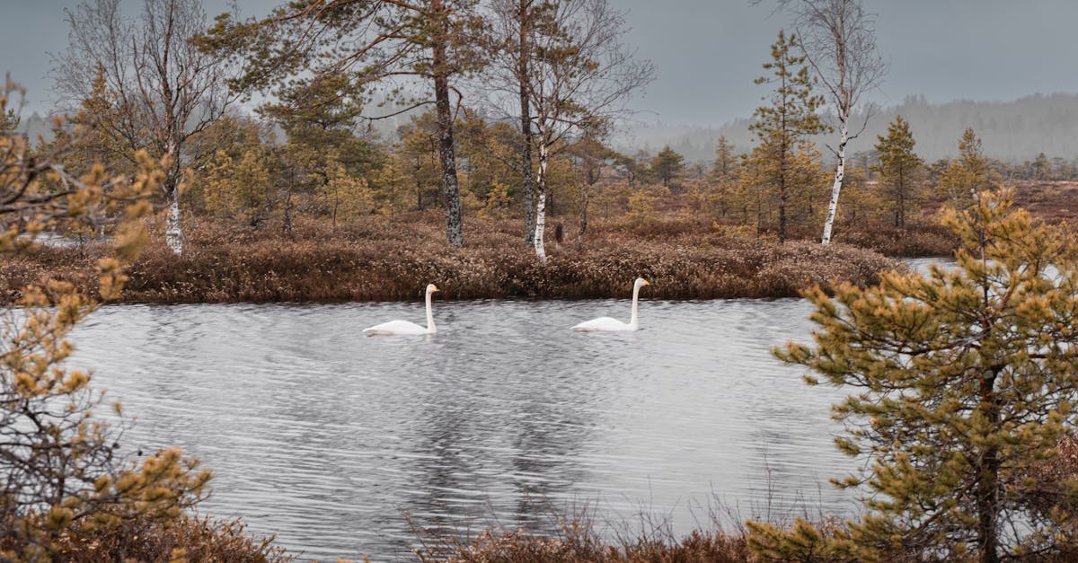 découvrez des astuces pratiques et des stratégies efficaces pour la conservation de l'eau. apprenez comment réduire votre consommation d'eau au quotidien et contribuez à la protection de notre planète tout en réalisant des économies.