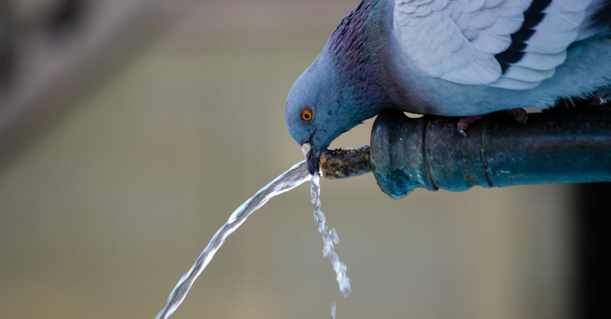découvrez notre sélection de fontaines d'eau pour embellir votre espace extérieur ou intérieur. que vous recherchiez une fontaine moderne, classique ou zen, trouvez le modèle parfait qui ajoutera une touche de sérénité et de beauté à votre environnement.