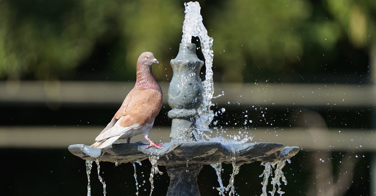 découvrez notre sélection defontaines d'eau, alliant élégance et fonctionnalité. trouvez le modèle parfait pour embellir votre jardin ou votre espace intérieur, tout en offrant une atmosphère apaisante et relaxante. explorez des designs variés pour tous les goûts !