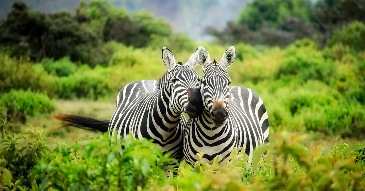 découvrez la faune fascinante du monde entier : des animaux majestueux aux écosystèmes délicats, plongez dans l'univers captivant de la vie sauvage et apprenez comment protéger notre biodiversité.