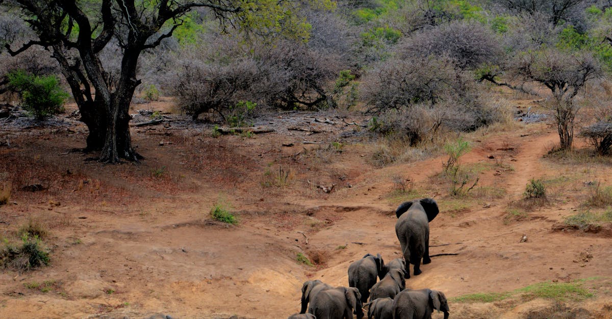 découvrez la faune fascinante du monde sauvage, avec ses espèces diverses et ses habitats uniques. explorez la beauté de la nature et apprenez-en davantage sur la conservation de la biodiversité.