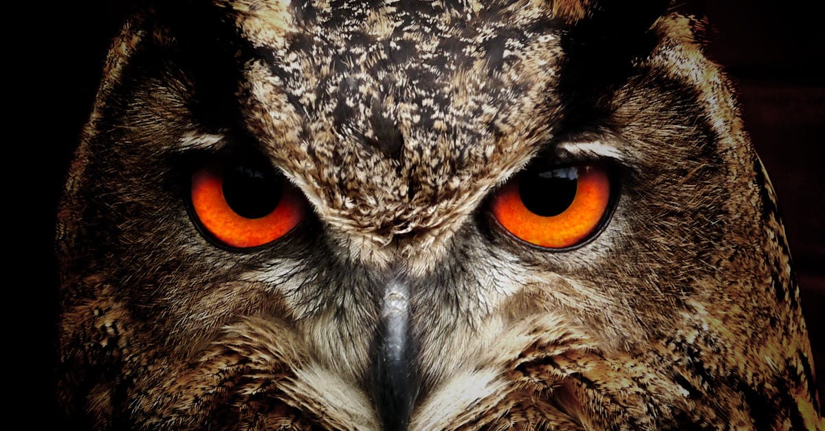 découvrez la beauté fascinante de la faune sauvage à travers des histoires captivantes, des images époustouflantes et des informations essentielles sur la conservation des espèces. plongez dans le monde naturel et apprenez comment protéger la biodiversité.