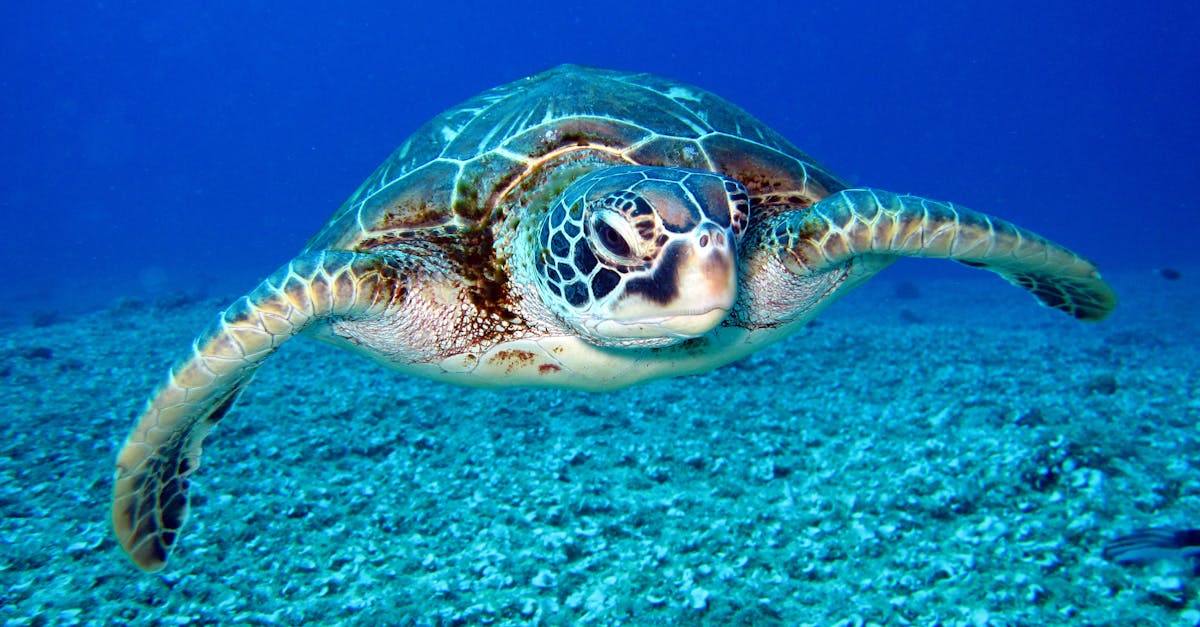découvrez la beauté et la diversité de la faune sauvage dans cet article captivant. explorez les habitats naturels, apprenez sur les espèces menacées et comment protéger notre précieuse biodiversité. plongez dans le monde fascinant de la vie animale.