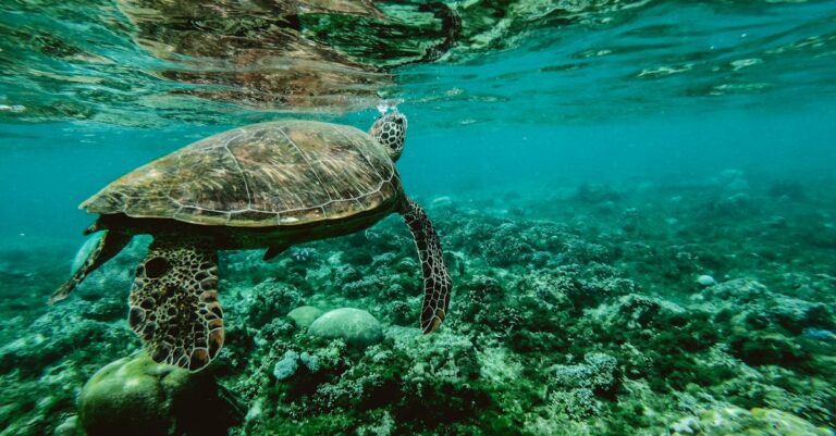 explorez la richesse de la faune sauvage à travers des articles captivants et des photographies époustouflantes. découvrez les espèces menacées, leur habitat naturel et les efforts pour leur préservation.