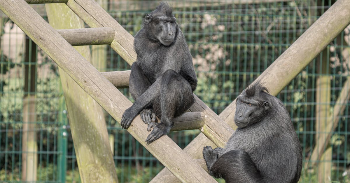 découvrez l'importance du bien-être animal et les différentes initiatives pour protéger nos compagnons à quatre pattes. explorez les meilleures pratiques pour garantir une vie épanouie et respectueuse aux animaux, tout en sensibilisant le public à leur protection.