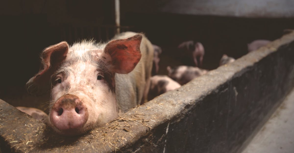découvrez l'importance du bien-être animal et comment nous pouvons tous contribuer à améliorer la vie des animaux. informez-vous sur les pratiques, les lois et les initiatives en faveur d'un traitement éthique et respectueux des animaux.