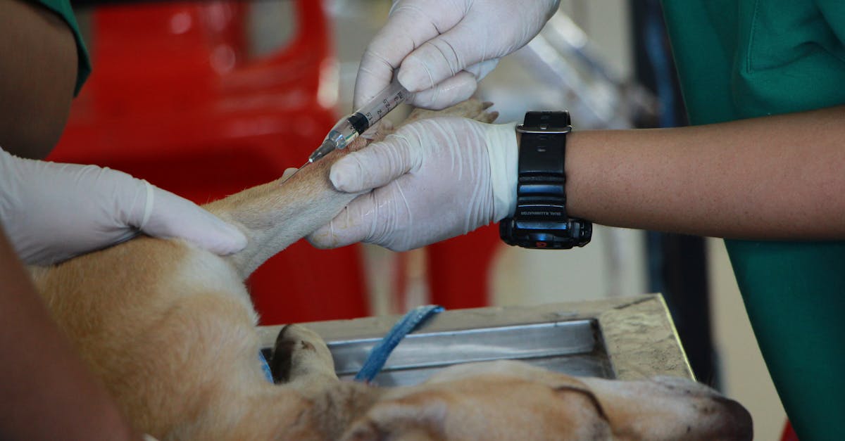 découvrez l'importance du bien-être animal et les actions à entreprendre pour garantir un traitement éthique et respectueux des animaux. informez-vous sur les droits des animaux et comment contribuer à leur protection.
