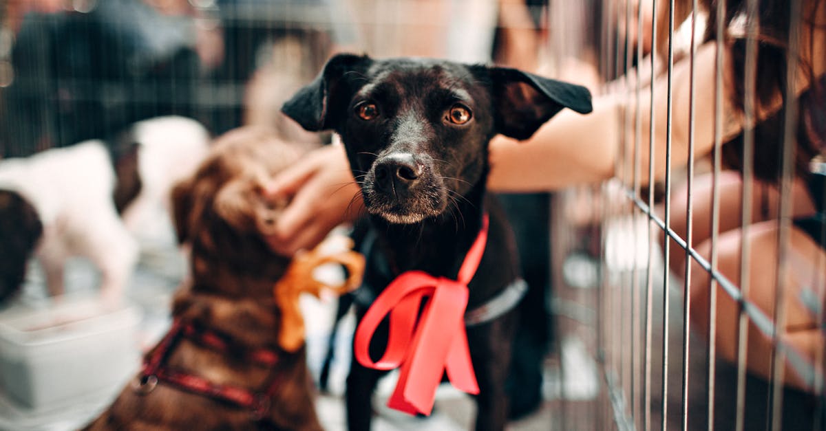 découvrez l'importance du bien-être animal, ses enjeuxéthiques et ses pratiques essentielles pour garantir une vie épanouie à nos compagnons. apprenez comment chacun de nous peut contribuer à améliorer la condition des animaux dans notre société.
