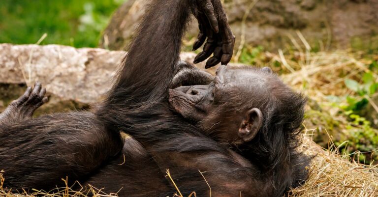 découvrez l'importance du bien-être animal, ses principes fondamentaux et les actions à entreprendre pour garantir une vie meilleure aux animaux. apprenez comment chacun peut contribuer à la protection des droits des animaux et promouvoir leur santé et leur bonheur.
