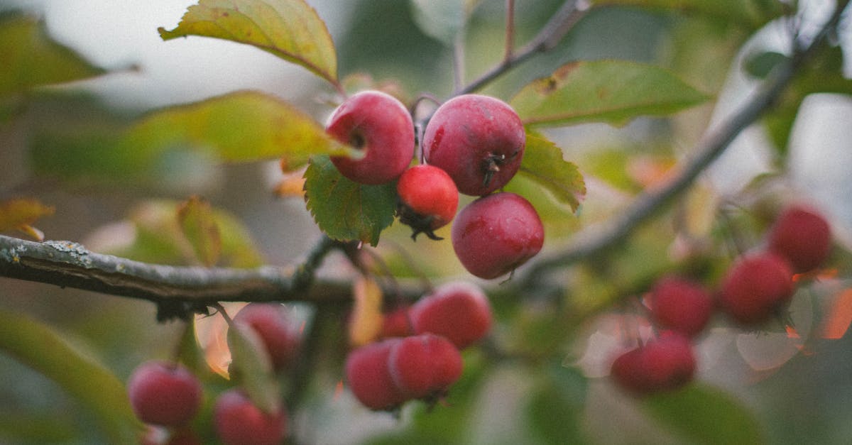 découvrez les bienfaits du vinaigre de cidre de pomme : un allié naturel pour votre santé, utilisé en cuisine et en remède. apprenez comment l'intégrer dans votre quotidien pour profiter de ses propriétés purifiantes et digestives.