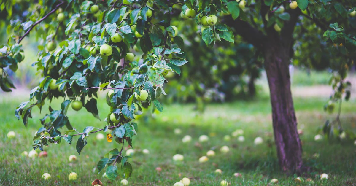 découvrez les bienfaits du vinaigre de cidre de pomme, un remède naturel aux multiples vertus pour la santé. apprenez comment l'utiliser dans votre alimentation et votre routine de bien-être.