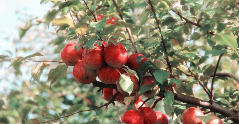 découvrez les bienfaits du vinaigre de cidre de pomme, un allié naturel pour votre santé. apprenez comment l'intégrer dans votre alimentation pour améliorer votre digestion, renforcer votre immunité et favoriser la perte de poids.