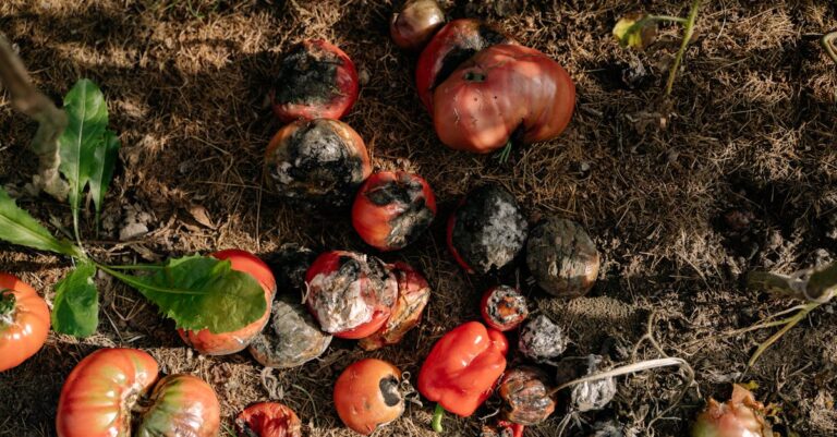 découvrez nos cercueils biodégradables, une alternative écologique et respectueuse de l'environnement pour les au revoir. fabriqués à partir de matériaux naturels, ils garantissent un retour à la terre harmonieux et durable.