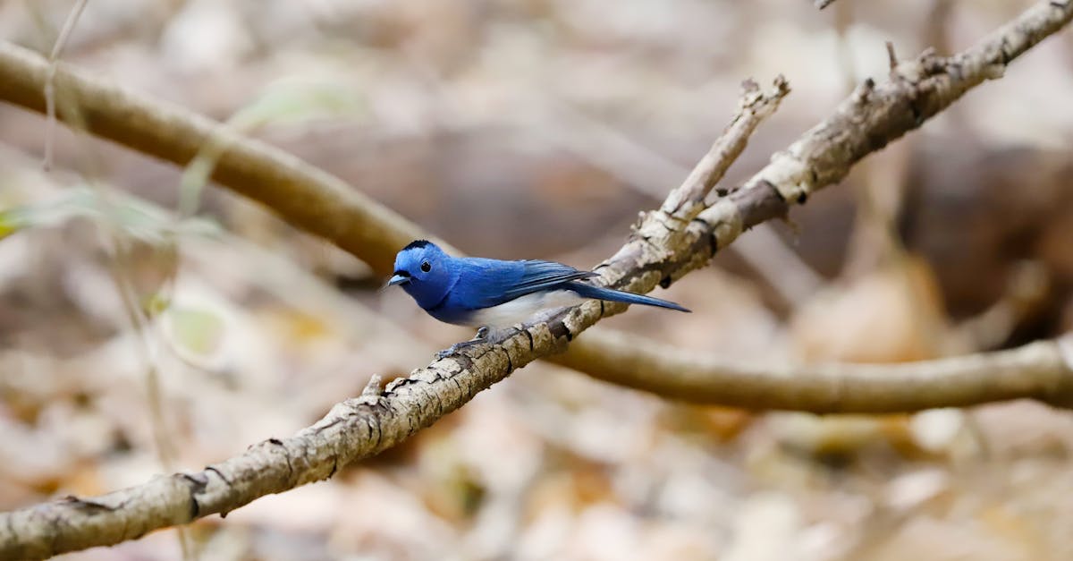 découvrez l'importance de la biodiversité, un pilier essentiel pour la santé de notre planète. explorez les différentes espèces, leurs habitats et les menaces qui pèsent sur elles, ainsi que les actions que nous pouvons entreprendre pour préserver notre écosystème.