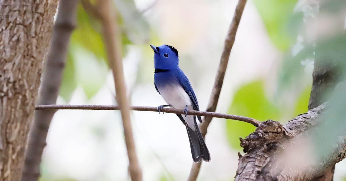 découvrez l'importance de la biodiversité pour notre planète. apprenez comment la diversité des espèces contribue à l'équilibre des écosystèmes, à la santé humaine et à la lutte contre le changement climatique. explorez les actions à entreprendre pour protéger notre biodiversité.