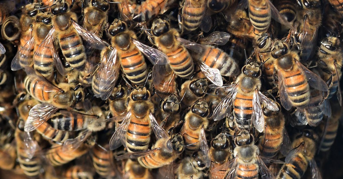 découvrez l'importance de la biodiversité pour notre planète. apprenez comment la diversité des espèces, des écosystèmes et des gènes contribue à l'équilibre écologique, à la santé humaine et au développement durable. explorez les menaces qui pèsent sur la biodiversité et les actions à entreprendre pour la protéger.