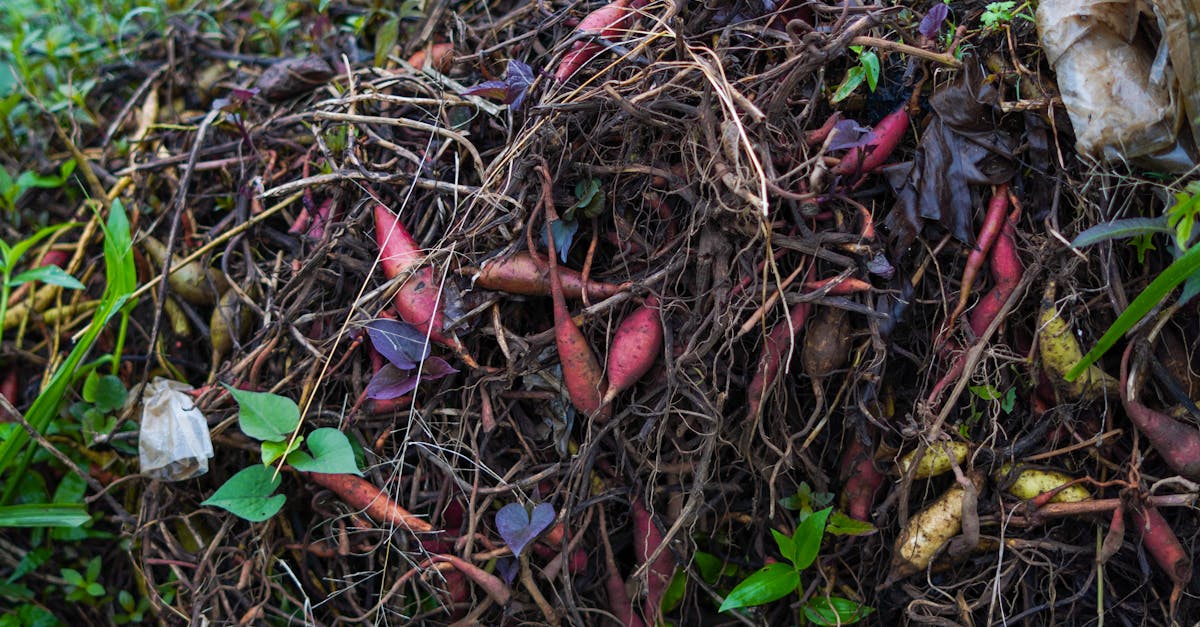découvrez les avantages du compostage pour réduire les déchets et enrichir votre jardin. apprenez les techniques essentielles pour transformer vos déchets organiques en un compost nutritif et durable.