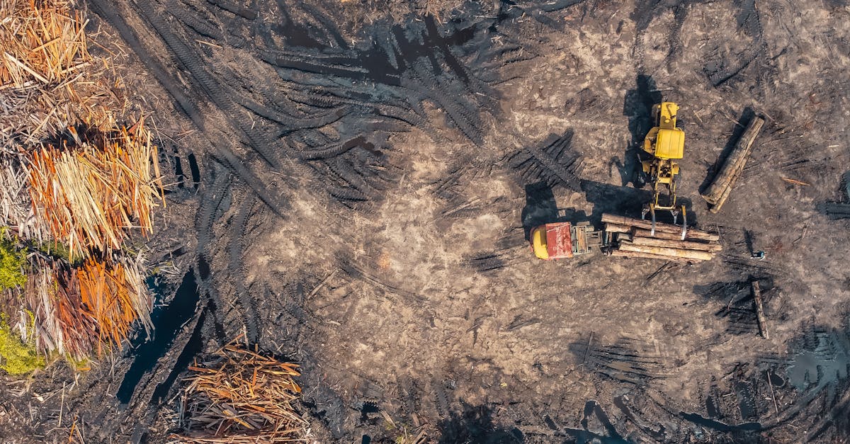 découvrez les enjeux de la déforestation, ses causes, ses impacts sur la biodiversité et le climat, ainsi que les solutions pour préserver nos forêts et protéger notre planète.
