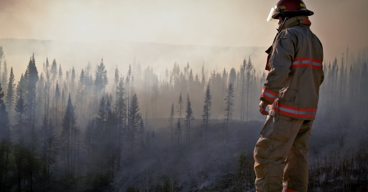 la déforestation est un phénomène alarmant qui impacte notre planète en réduisant les forêts, essentielles pour la biodiversité et la lutte contre le changement climatique. découvrez les causes, les conséquences et les solutions pour préserver nos forêts.