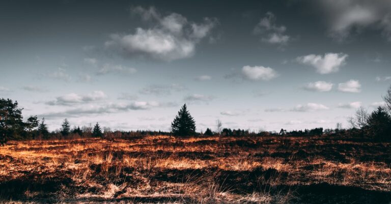 découvrez les enjeux de la déforestation, ses causes, ses impacts sur la biodiversité et le climat, ainsi que les solutions pour préserver nos forêts pour les générations futures.