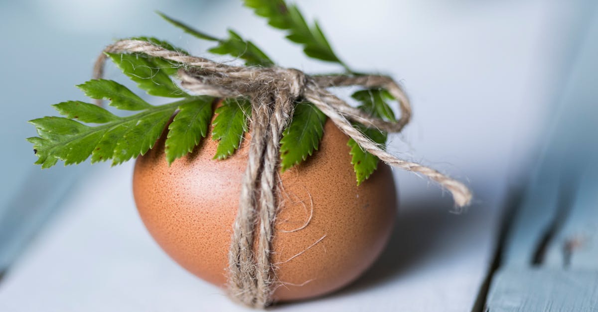 découvrez la magie de pâques avec nos traditions, délicieuses recettes de chocolat et activités amusantes pour la famille. célébrez cette fête pleine de couleurs et de joie!