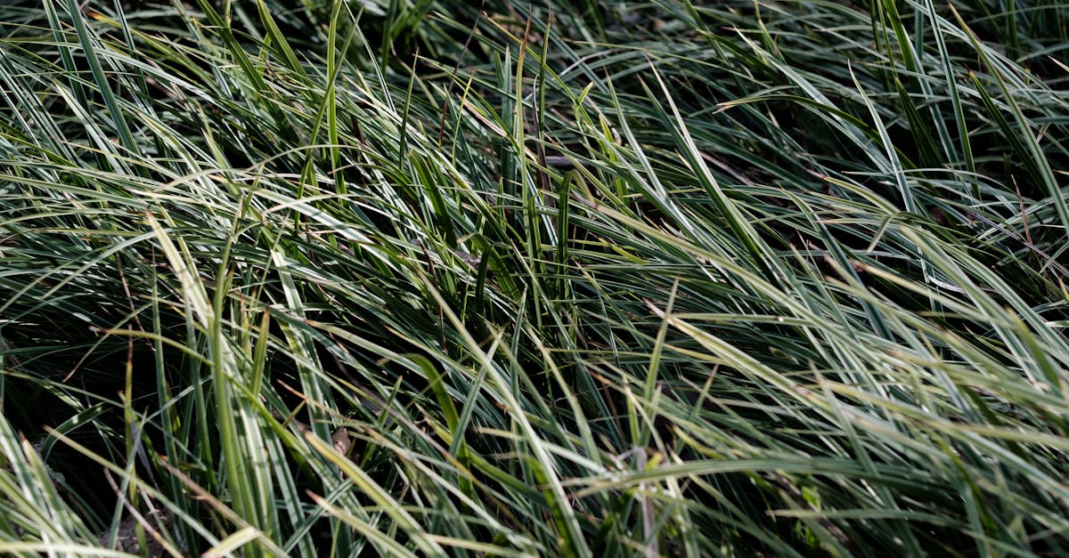 découvrez un mode de vie éco-responsable avec des astuces et des produits respectueux de l'environnement. adoptez des gestes simples pour réduire votre empreinte écologique et profiter d'une planète plus saine.
