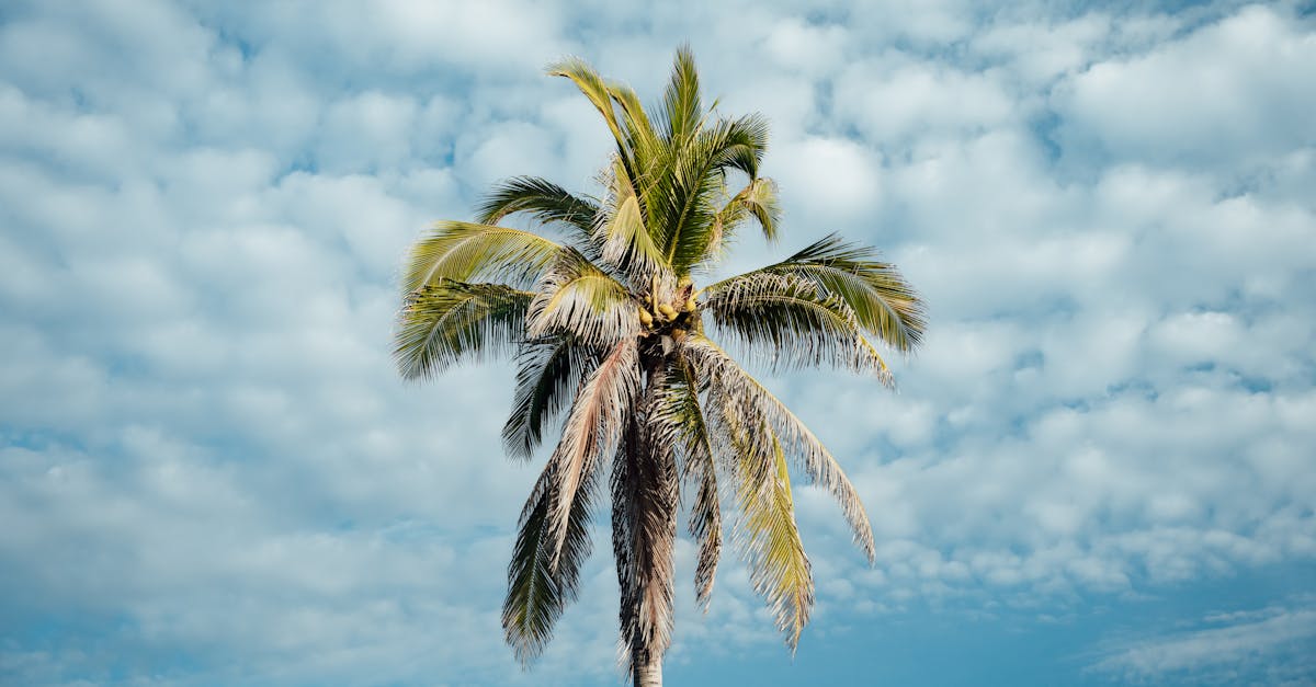 découvrez des solutions éco-responsables pour un mode de vie durable. adoptez des choix respectueux de l'environnement avec nos conseils et produits écolo pour réduire votre empreinte carbone et préserver notre planète.